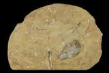 Fossil Crinoid (Abrotocrinus) - Crawfordsville, Indiana #148986-1